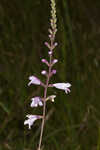 Godfrey's false dragonhead